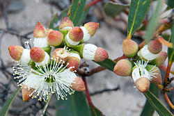 Cup Gum flowers and gumnuts